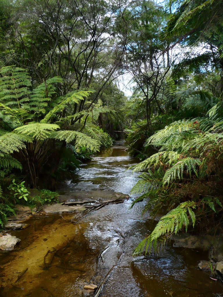 Leura forest by rusnati