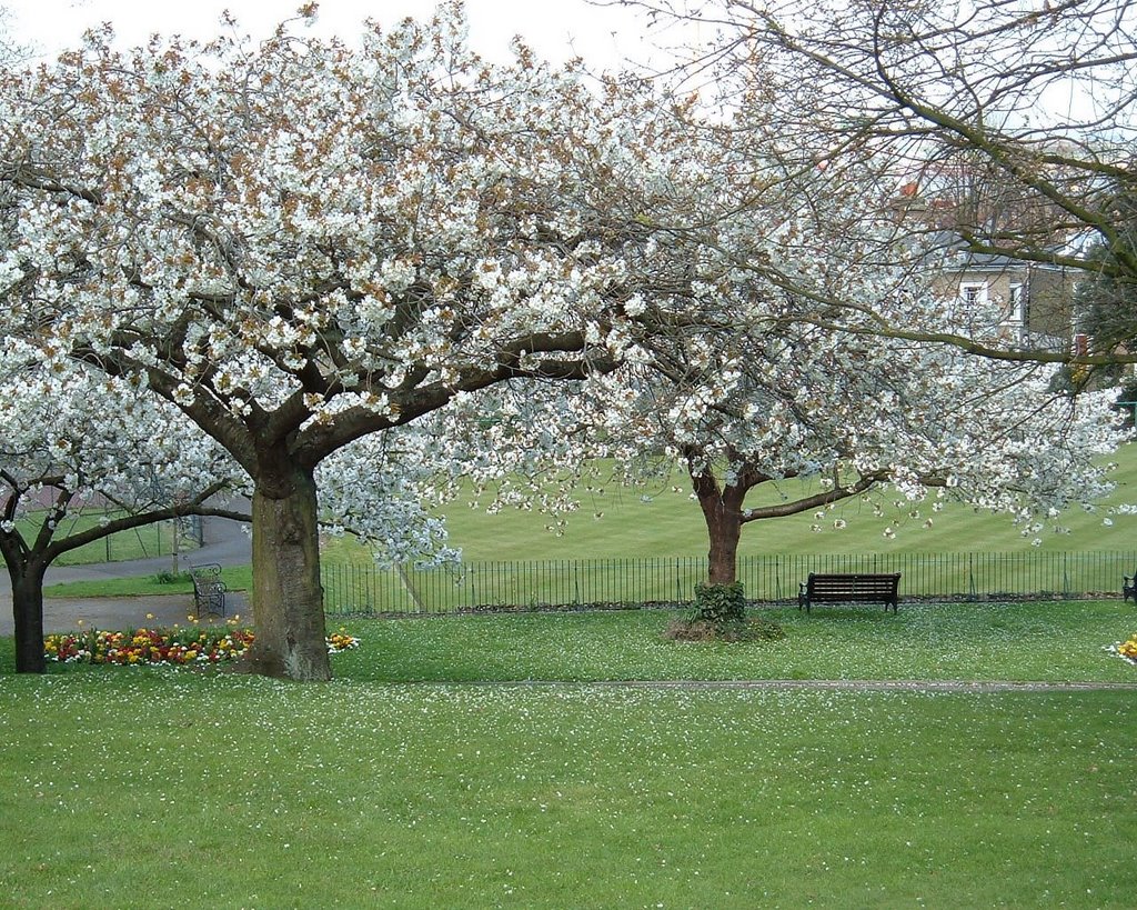 Clarence Place Gardens by Lakhwinder S Anota