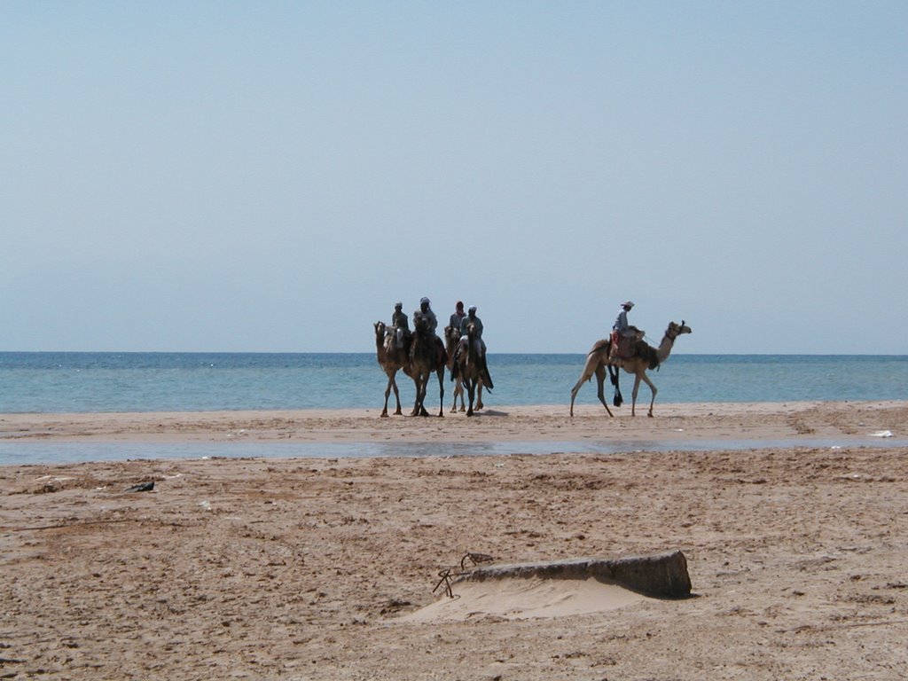 Beach camel rides - Nuweiba, Sinai by RogerSmith1946