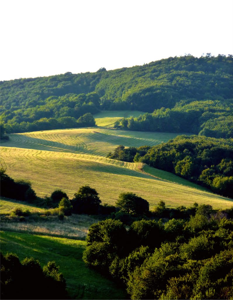 Rays in the field by VILo