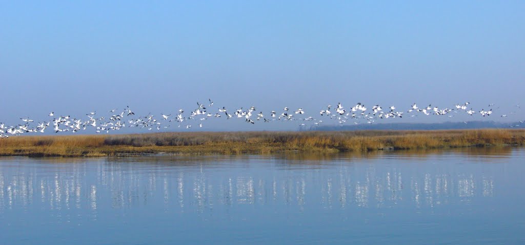 Snow Geese 3 by Edgor9