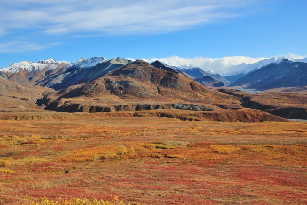 (502)Fall Tundra, Denali National Park, Denali Borough, Alaska by David Broome