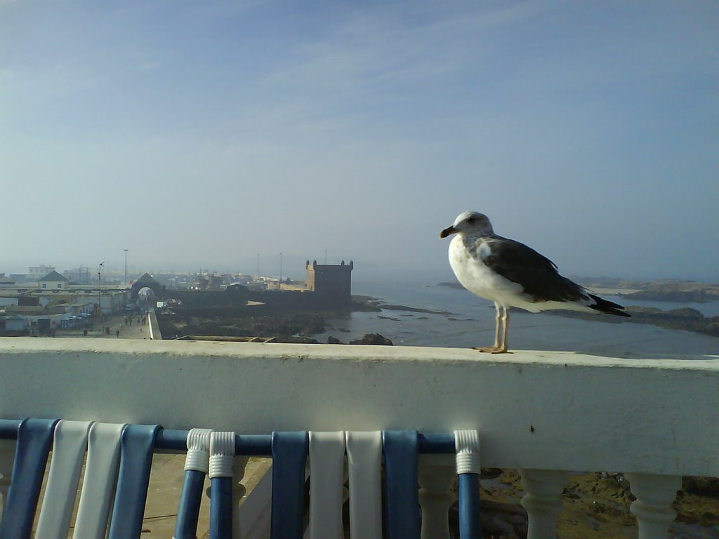 Essaouira harbour from rooftop by terrasso