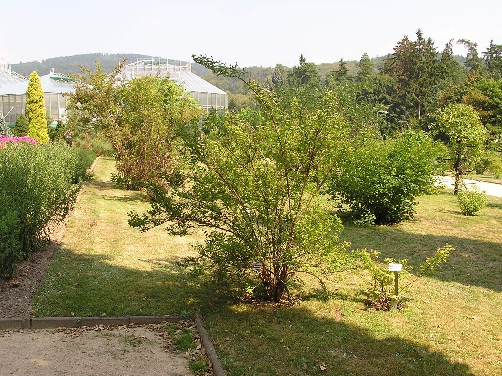 Botanická zahrada, Liberec by matvej