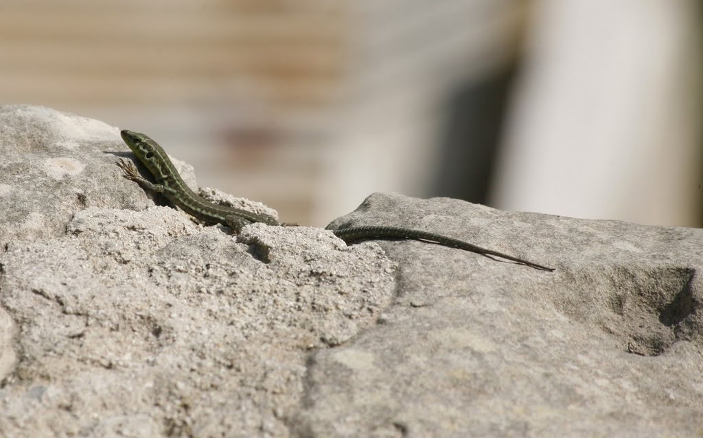 Maltese lizard by longdistancer