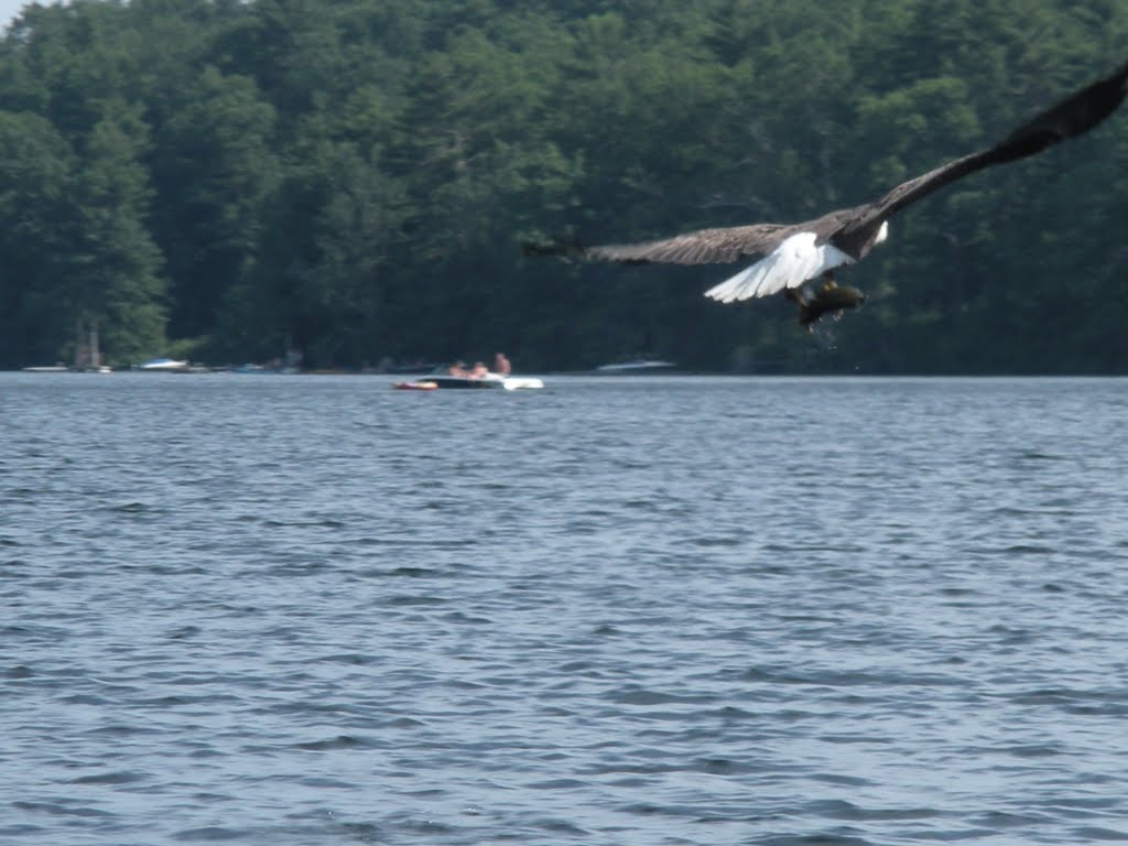 Eagle with brown trout by Bowhunter