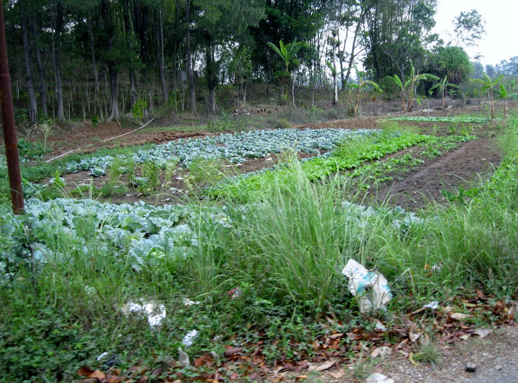 Farm near Raifusa by Global Explorer