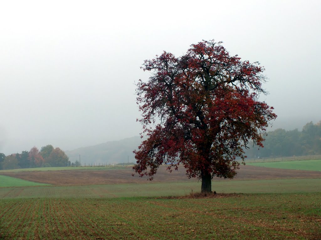 Roter Herbst by trexico69