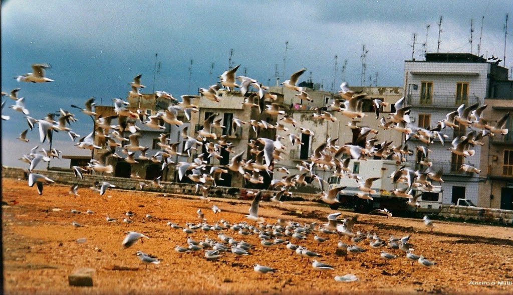 L'AMATA PUGLIA: MOLA ( Bari)- Il porto- volo di gabbiani. by Antimo Milli