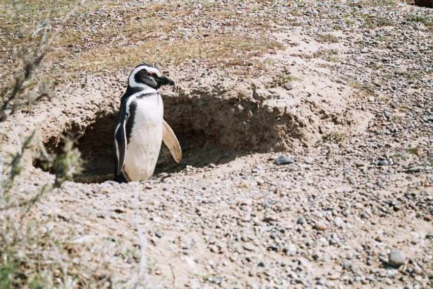 Pinguin in Punta Tombo Argentina by xcasa