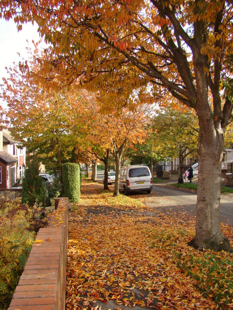 Autumnal trees on Goodison Crescent, Stannington, Sheffield S6 by sixxsix