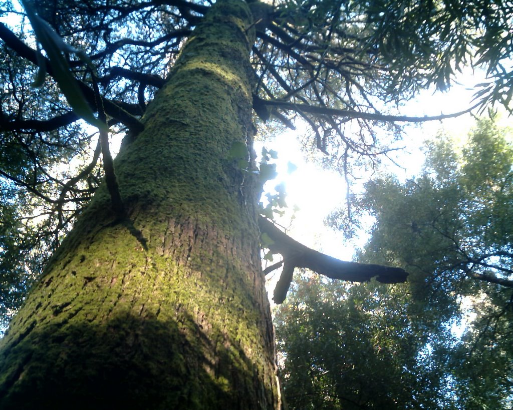 Arbore de Cabanouro by wichnexus