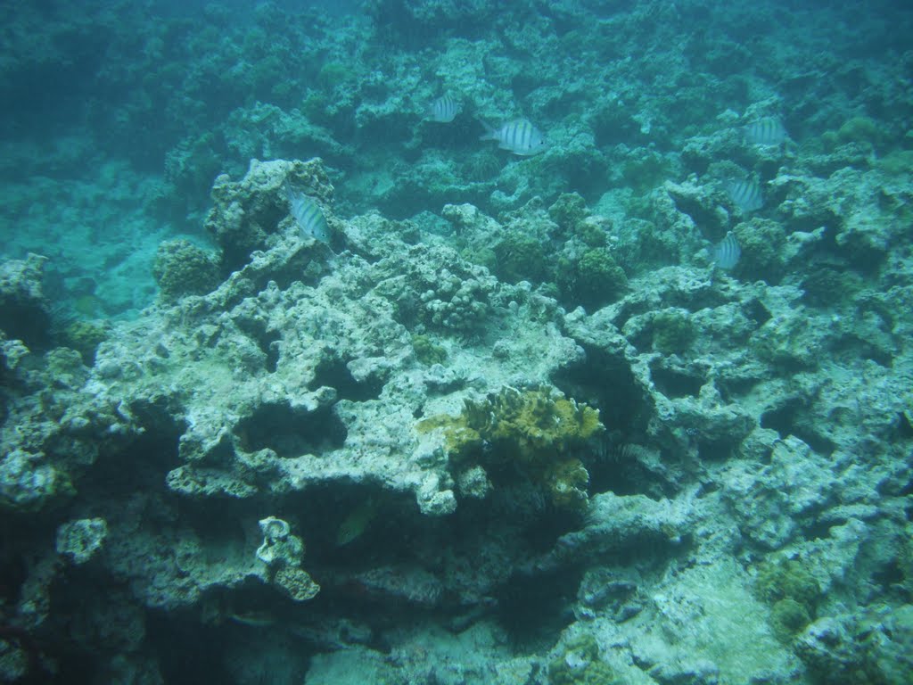 Coral Reef at Norman Island by Harry the bodysnatcher