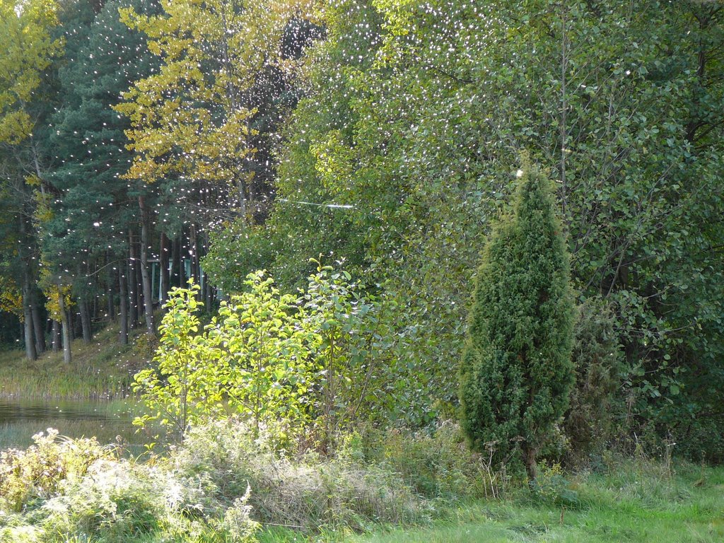 Tysiące komarów/ Thousands of mosquitoes by Karolina P.