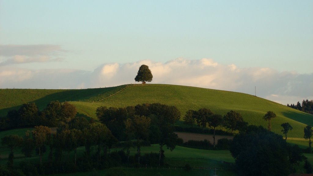 Emmentaler Hügel mit Baum bei Häusernmoos - emmental hill with tree by baernduetsch