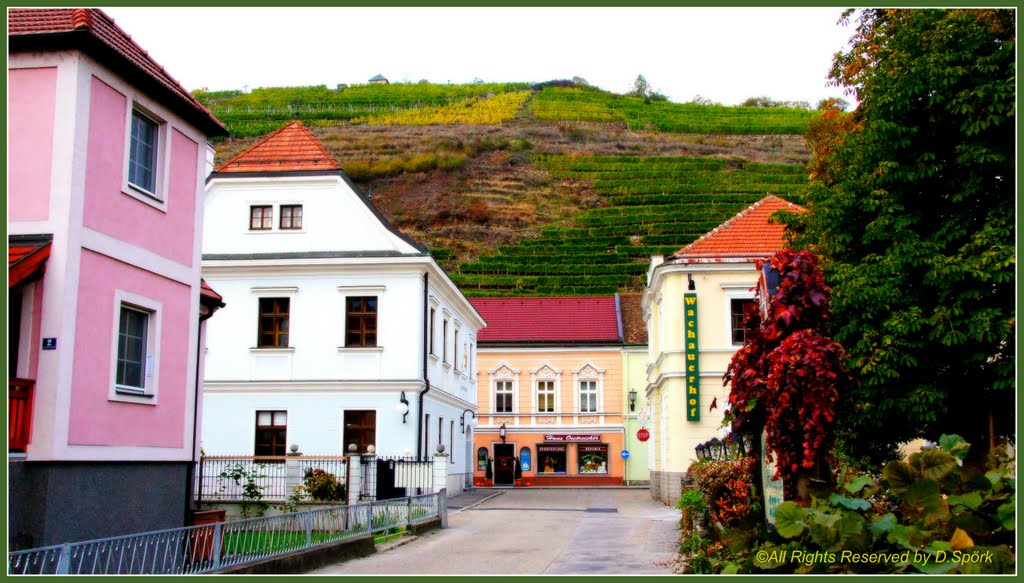 Weinberge in Spitz/Wachau (Vineyards in Spitz/Wachau) by © Didi S.