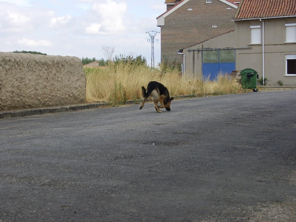 Perro en calle de Antoñan by jevirrano