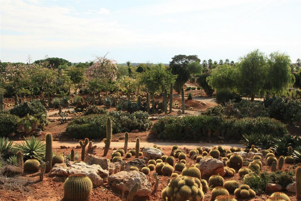 Cactus Every Where You Look by Tony Oldfield