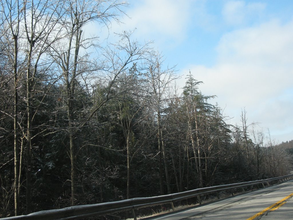 Icy Trees in Essex by sacoo