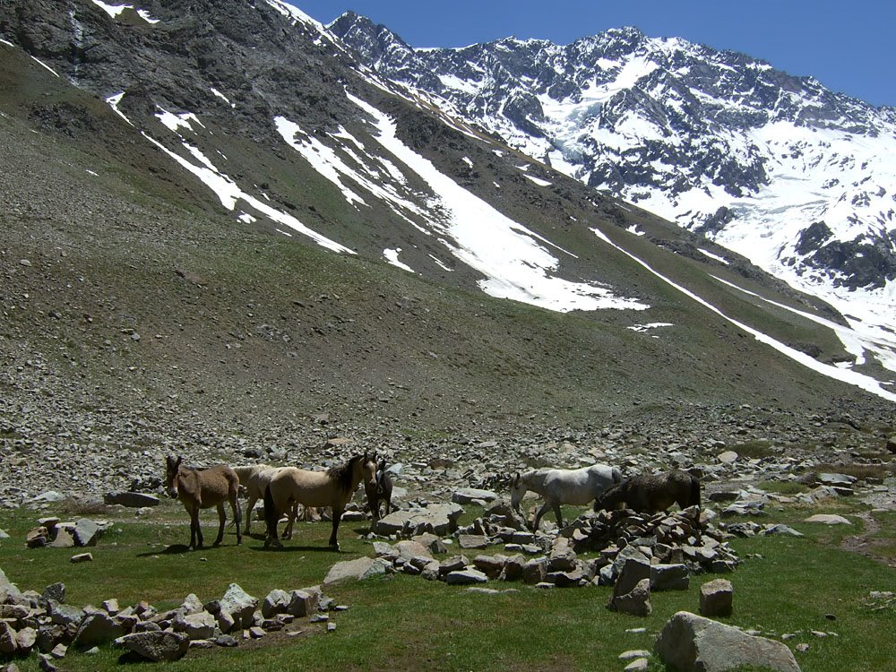 El Morado peak and glacier, with horses by mottoth