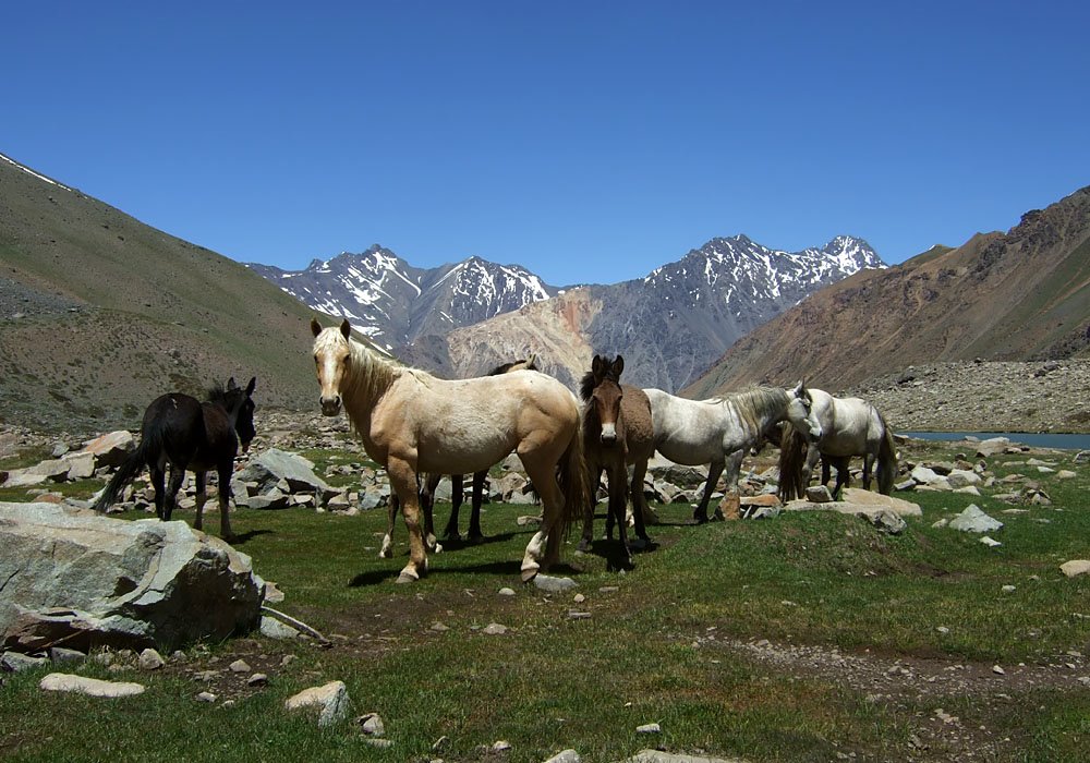 Horses near Laguna Morales (looking south) by mottoth