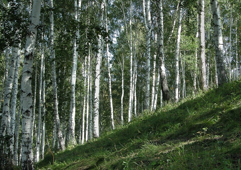 Mochishche, Novosibirskaya oblast', Russia, 630535 by Григорий Филиппов