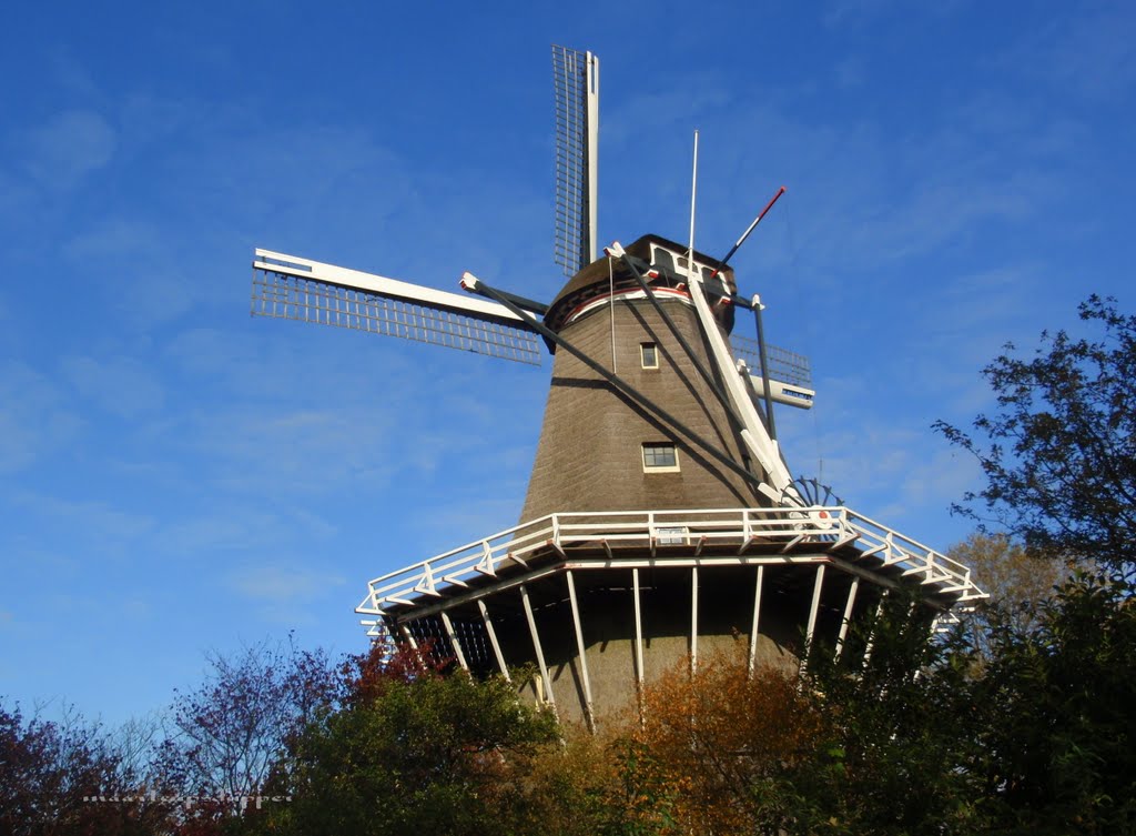 Molen 'De Bloem' by MrtnS