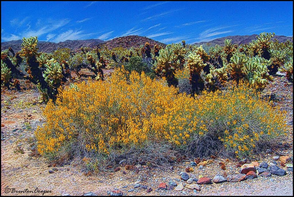 Mojave Desert Spring by Brenton Cooper