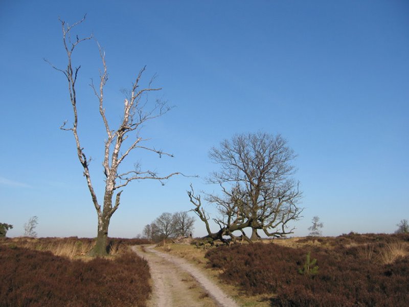 Dode bomen in natuurgebied Deelerwoud by pvdh63