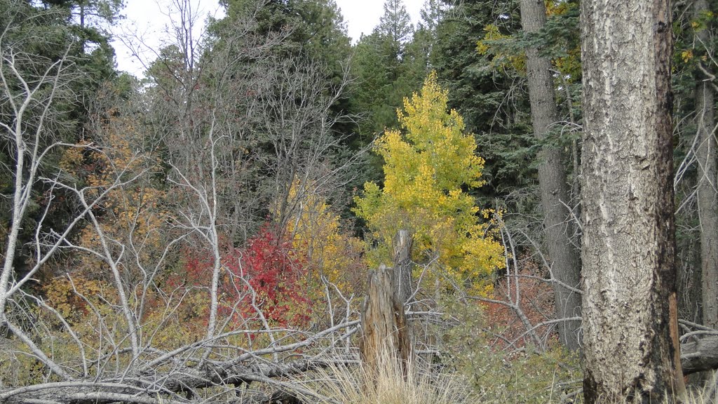 Mogollon Rim by azl655