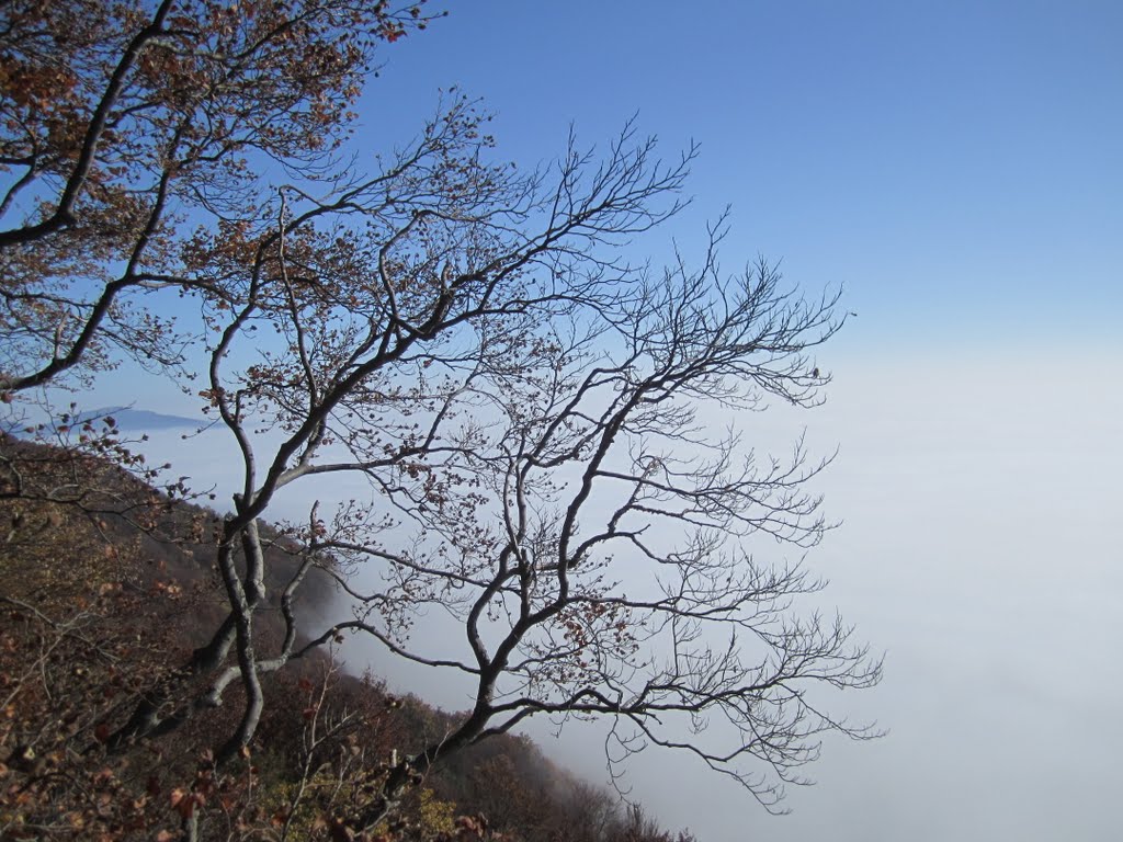 View point Lisca by igibozic