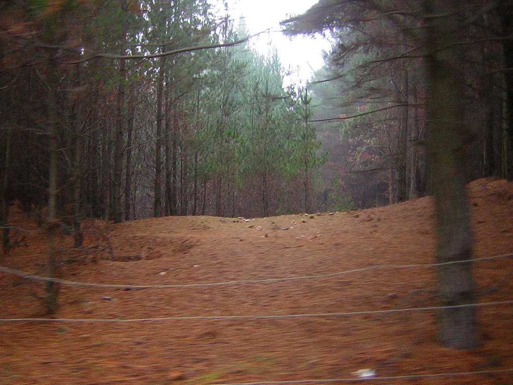 Bosque de pinos by Rodrigo Rivas R