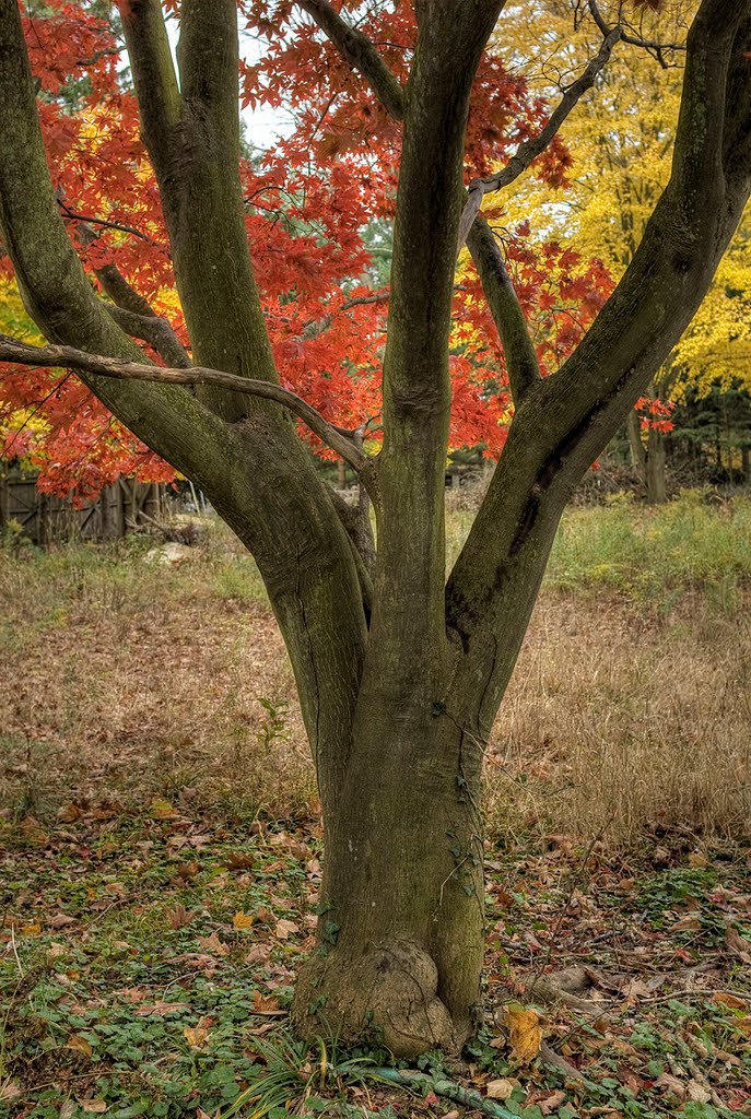 Trunk of Japanese Maple by johnutah