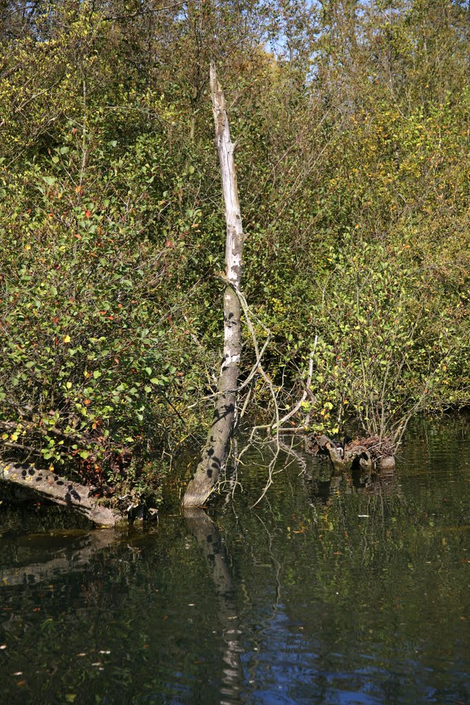 Réserve Naturelle Nationale des Marais de l'Isle, Saint-Quentin, Aisne, Picardie, France by Hans Sterkendries