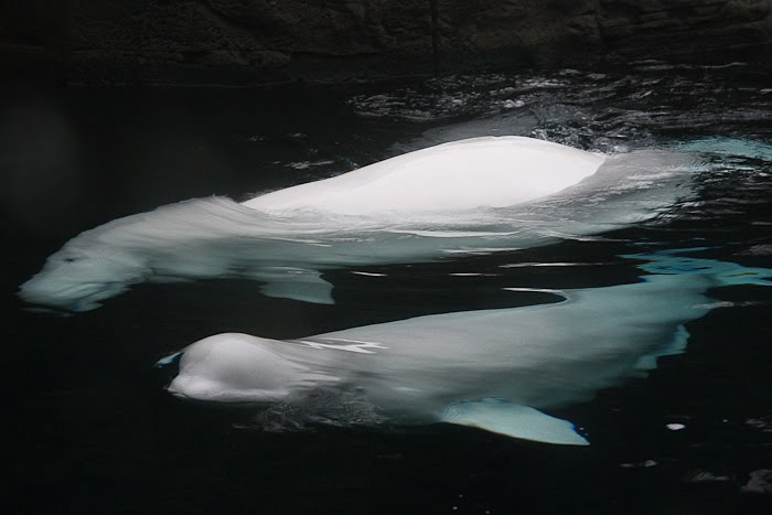 Belugas 1 by Pictographer