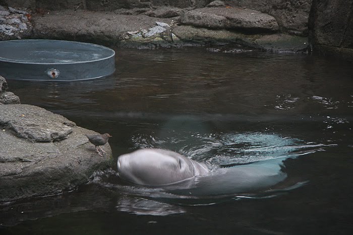 Belugas 3 by Pictographer