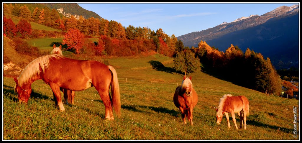 Haflinger by ► Marco Vanzo