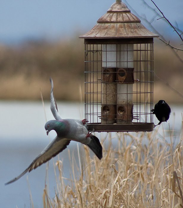 Reifel Bird Sanctuary 2 by Pictographer