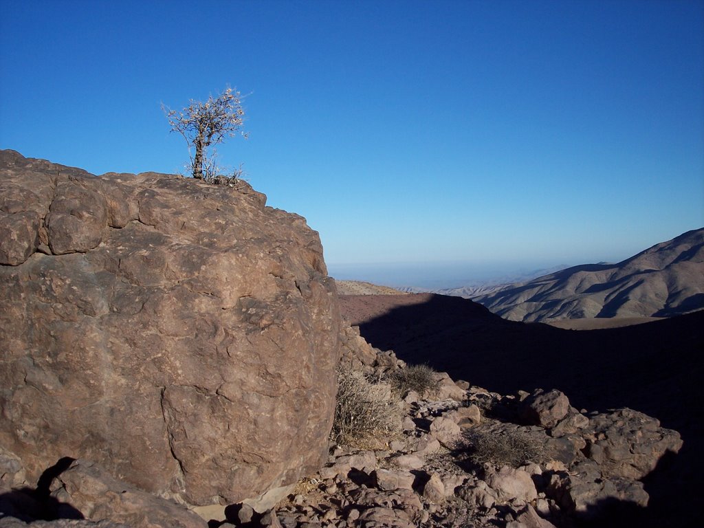 Arbol solo by Sergio Hudson