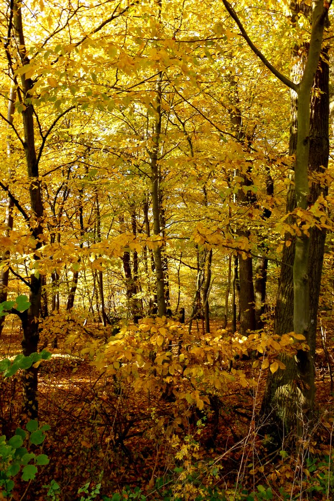 Herbstlicher November-Wald by Burkhard Foltz