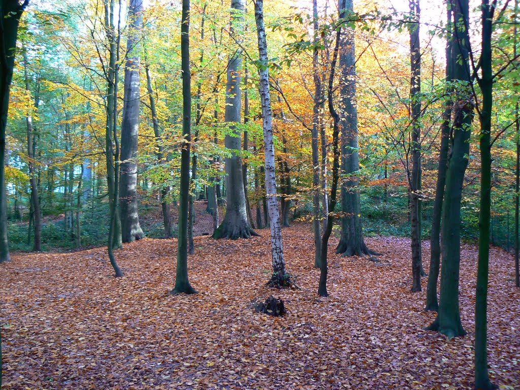 Wolvendael :forest by Johan__