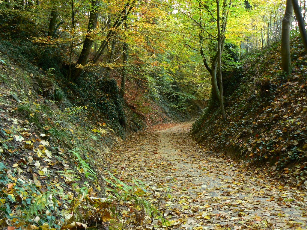 Sunken road : Chemin du Crabbegat weg by Johan__