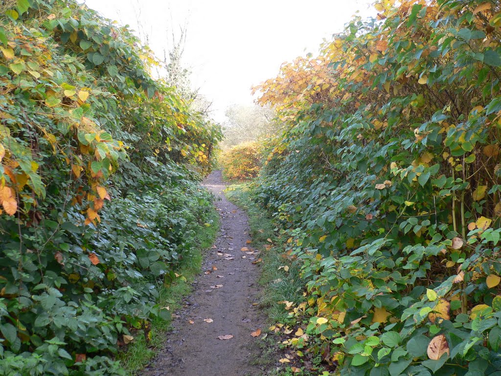 Bambous sur l'ancienne ligne ferrée by le rouzic j