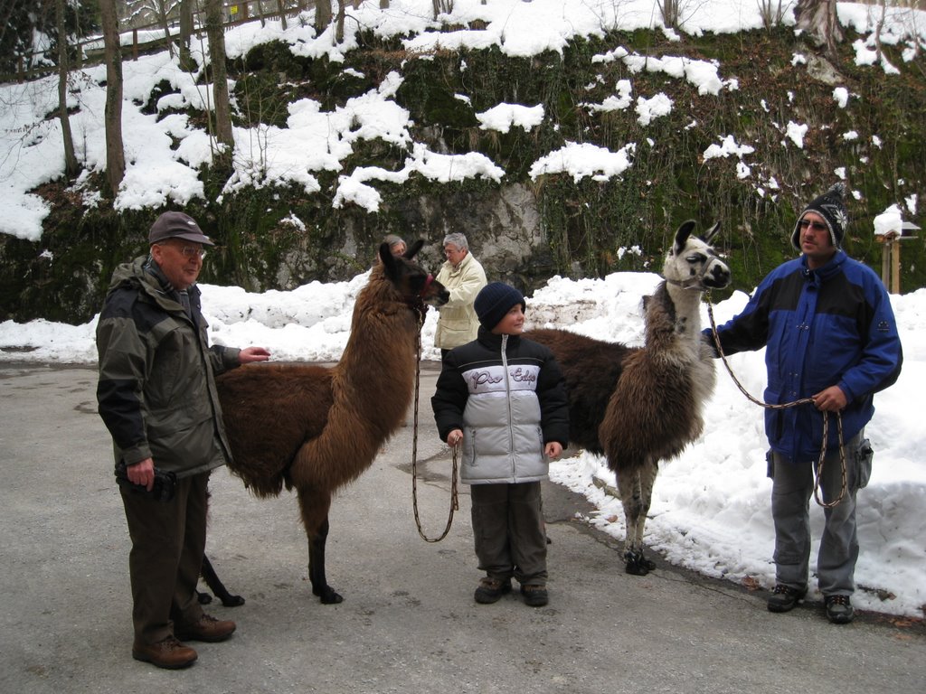 Lama bei KOBV Schloß Freiland by alfred csokai