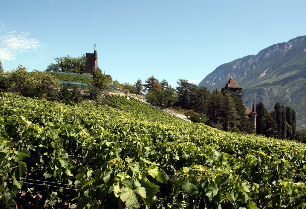 Mercier - les vignes by Charly-G. Arbellay