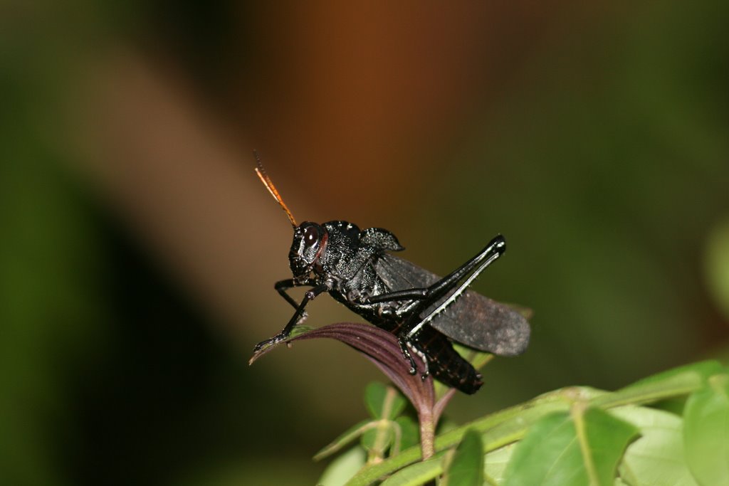 Black grasshopper by michpol