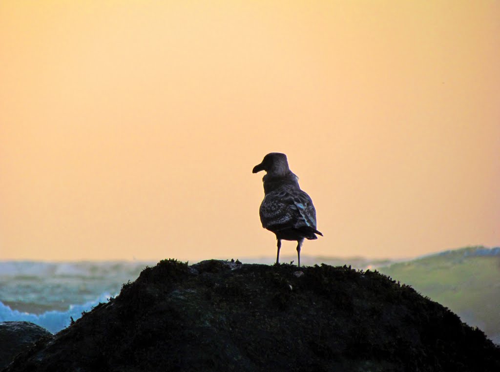 Seagull Sunset by AndrewJSmith