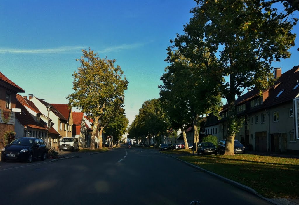 Hindenburgstraße Langenau, schwäbische Allee by halaboe