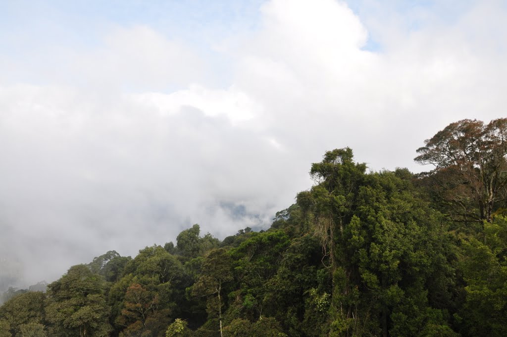 View over the Rainforest at Dorrigo by Marcus DUS