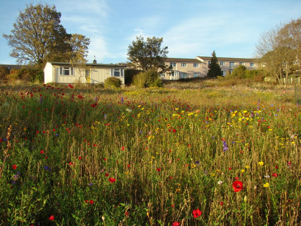 Looking over Lee Road wild flower meadow towards Loxley homes, Sheffield S6 by sixxsix